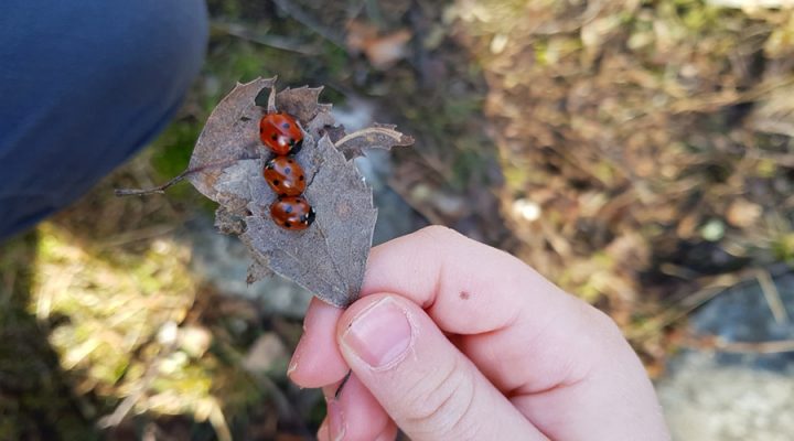 Kolme leppäkerttua lehdellä