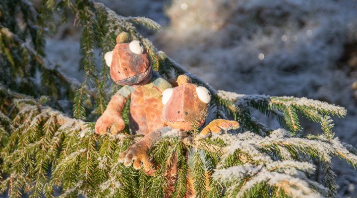 Kaksi leikkikameleonttia on lumisen kuusen oksalla.